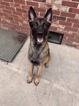 Chief -  Belgian Shepherd Malinois and German Shepherd Dog Dog for Adoption in Statesboro, Georgia - Chief | PetCurious