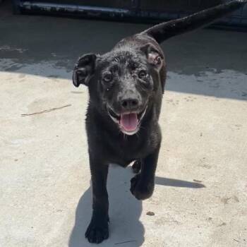 LaToya -  Terrier Dog for Adoption in Parrish, Alabama - LaToya | PetCurious