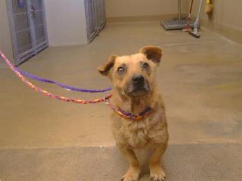 EDWARD -  Dachshund and Beagle Dog for Adoption in Sacramento, California - EDWARD | PetCurious