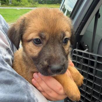 Magnolia (Mags) -  German Shepherd Dog and Mixed Breed Dog for Adoption in Austell, Georgia - Magnolia (Mags) | PetCurious
