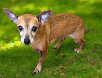 Chihuahua Dogs Available for Adoption in Mobile, Alabama - Happy Feet | PetCurious