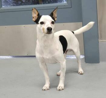 Rescue Rat Terrier Dogs for Adoption in Silver Springs, Nevada - Stormy | PetCurious