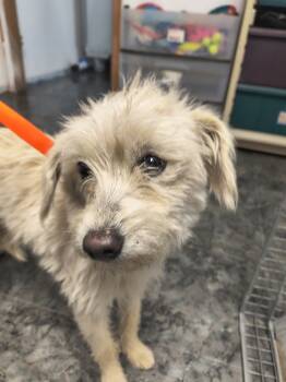 Rescue Terrier and Mixed Breed Dogs for Adoption in Moses Lake, Washington - Marshmellow | PetCurious