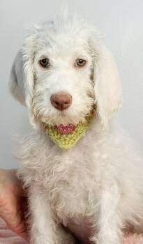 Halo -  Goldendoodle Dog for Adoption in Meherrin, Virginia - Halo | PetCurious