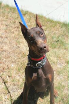 Doberman Pinscher Dogs Available for Adoption in Denver, Colorado - Ada | PetCurious