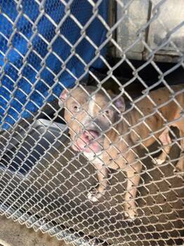 Wilder (william W) -  Pit Bull Terrier Dog for Adoption in Mobile, Alabama - Wilder (william W) | PetCurious