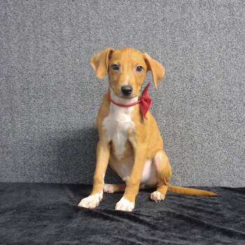 Melvin -  Mixed Breed Dog for Adoption in Medfield, Massachusetts - Melvin | PetCurious