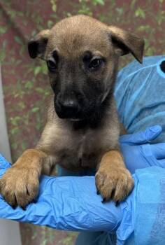 Snail -  Shepherd and Mixed Breed Dog for Adoption in San Antonio, Texas - Snail | PetCurious