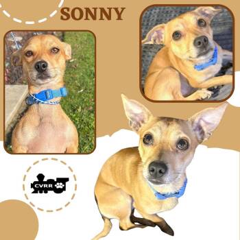 Chihuahua and Terrier Dogs Available for Adoption - Sonny | PetCurious