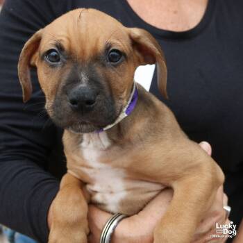 Rescue Labrador Retriever and Terrier Dogs for Adoption in Washington, District Of Columbia - Pike | PetCurious