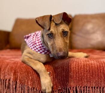 Alfina -  Doberman Pinscher and German Shepherd Dog Dog for Adoption in Friendswood, Texas - Alfina | PetCurious