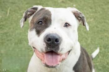 Primrose -  Pit Bull Terrier Dog for Adoption in Kansas City, Missouri - Primrose | PetCurious