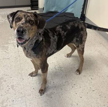 *Winifred* -  Catahoula Leopard Dog Dog for Adoption in Salt Lake City, Utah - *Winifred* | PetCurious