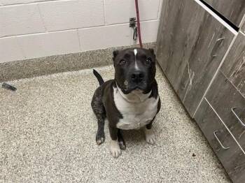 BANDICOOT -  Pit Bull Terrier and Mixed Breed Dog for Adoption in Colorado Springs, Colorado - BANDICOOT | PetCurious