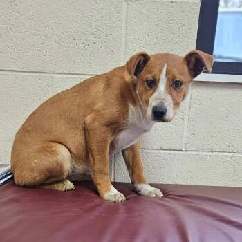 Labrador Retriever Dogs Available for Adoption - Mindy | PetCurious