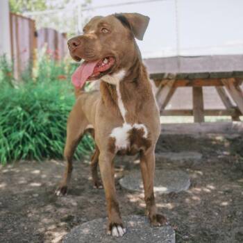 Jenni - In memory of Lily Rose Nunziati -  Chocolate Labrador Retriever and Mixed Breed Dog for Adoption in Newberg, Oregon - Jenni - In Memory Of Lily Rose Nunziati | PetCurious