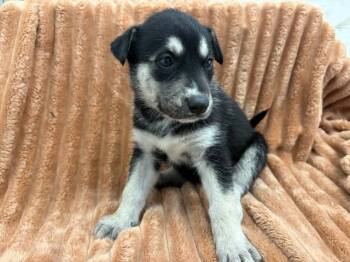 SHEBA -  Pit Bull Terrier Dog for Adoption in San Bernardino, California - SHEBA | PetCurious