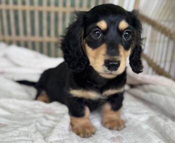 Mackenzie -  Dachshund Dog for Adoption in Farmington, Connecticut - Mackenzie | PetCurious