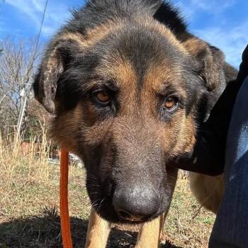 German Shepherd Dog Dogs Available for Adoption in Troy, Virginia - Teddy | PetCurious