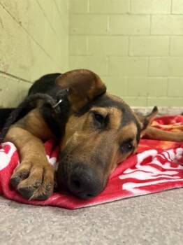 German Shepherd Dog Dogs Available for Adoption in Indianapolis, Indiana - STACY | PetCurious