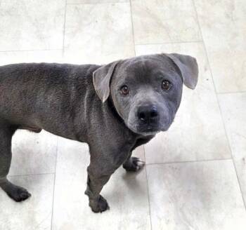 Pit Bull Terrier Dogs Available for Adoption in Syracuse, New York - Scooby | PetCurious