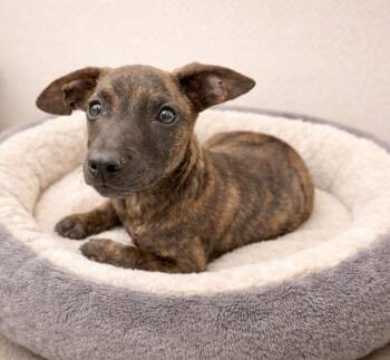 Chihuahua and Dachshund Dogs Available for Adoption - Jelly Roll | PetCurious