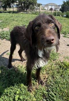 Rufus -  German Wirehaired Pointer Dog for Adoption in Grant, Nebraska - Rufus | PetCurious