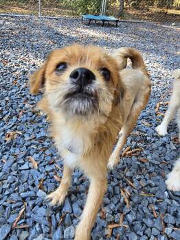 AC -  Border Terrier Dog for Adoption in Albemarle, North Carolina - AC | PetCurious