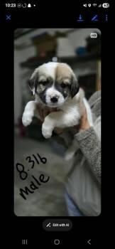 Rescue Anatolian Shepherd Dogs for Adoption in Shawnee, Oklahoma - Eggs | PetCurious