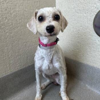 Mixed Breed Dogs Available for Adoption in Los Angeles, California - Adriana | PetCurious