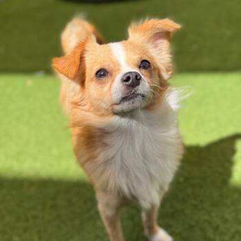 Chihuahua Dogs Available for Adoption in Loxahatchee Groves, Florida - Paco 3186 | PetCurious