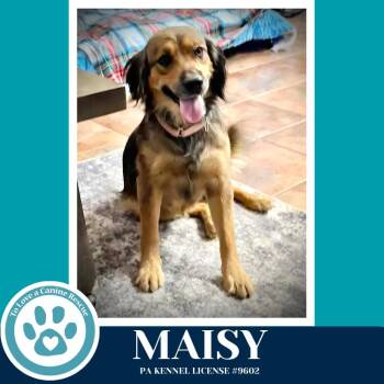 German Shepherd Dog and Spaniel Dogs Available for Adoption - Maisy 022826 | PetCurious