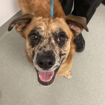 Mixed Breed Dogs Available for Adoption in Abilene, Texas - Izzy | PetCurious