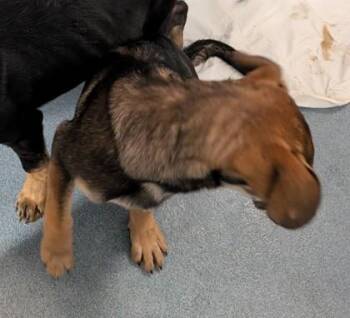 Snickers -  German Shepherd Dog and Mixed Breed Dog for Adoption in Taylorsville, North Carolina - Snickers | PetCurious