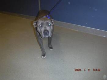 ROSIE -  American Bulldog and Mixed Breed Dog for Adoption in Doral, Florida - ROSIE | PetCurious