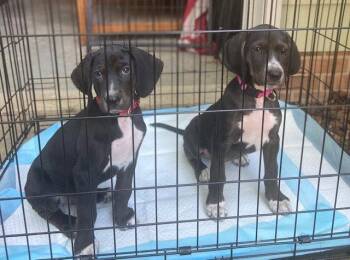 Foxhound Dogs Available for Adoption in Cary, North Carolina - Bo | PetCurious