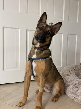 Pennie -  Belgian Shepherd Malinois and German Shepherd Dog Dog for Adoption in Oriskany, New York - Pennie | PetCurious