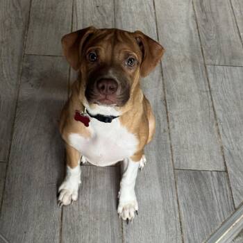 Miley -  Pit Bull Terrier and Mixed Breed Dog for Adoption in Detroit, Michigan - Miley | PetCurious