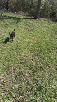 Rescue Terrier and Yorkshire Terrier Dogs for Adoption in Loogootee, Indiana - Dale | PetCurious