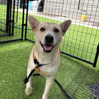 Shiba Inu Dogs Available for Adoption in Tampa, Florida - Pippa | PetCurious