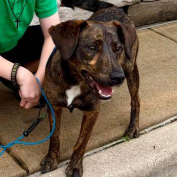 Beagle and Mixed Breed Dogs Available for Adoption in Little Rock, Arkansas - Prince | PetCurious