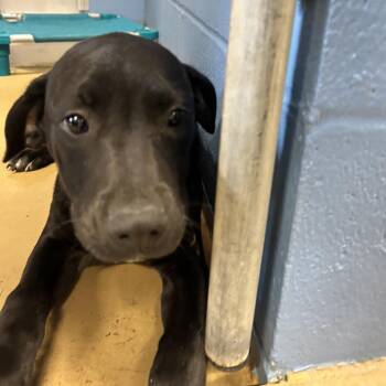 Buddy -  Terrier and Mixed Breed Dog for Adoption in Portland, Texas - Buddy | PetCurious