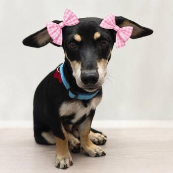 Vienna C613 -  Dachshund Dog for Adoption in Allen, Texas - Vienna C613 | PetCurious