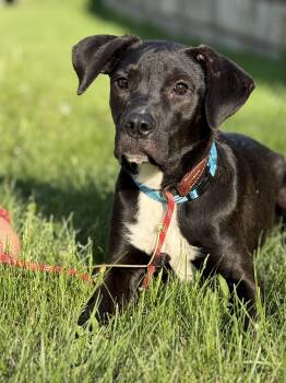 Labrador Retriever Dogs Available for Adoption in Blue Springs, Missouri - Austin | PetCurious