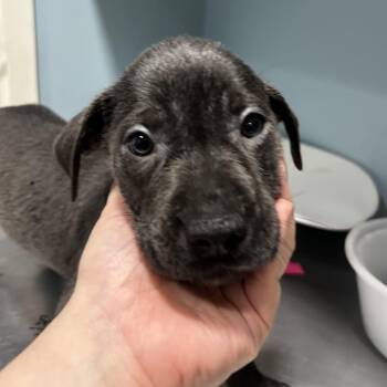 Carnelian -  Mixed Breed Dog for Adoption in Chattanooga, Tennessee - Carnelian | PetCurious