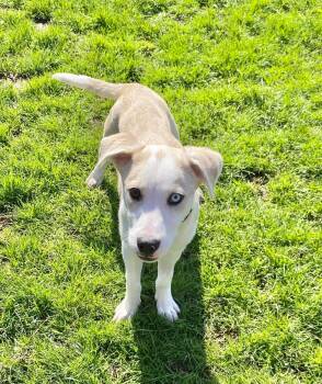 Husky and Shepherd Dogs Available for Adoption in New Milford, Connecticut - Robert Furwin | PetCurious