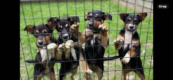 Mixed Breed Dogs Available for Adoption in Lincoln University, Pennsylvania - Mixed Breed Pups | PetCurious