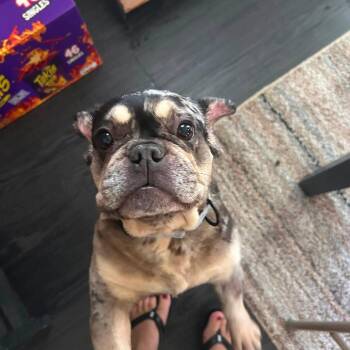 Charlie -  French Bulldog Dog for Adoption in Huber Heights, Ohio - Charlie | PetCurious