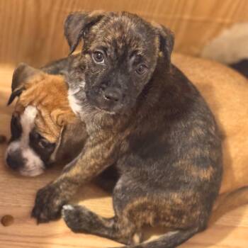 Rescue Mixed Breed Dogs for Adoption in Baldwin, Maryland - Moana | PetCurious