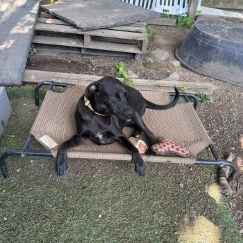 Onyx -  Mixed Breed Dog for Adoption in Pleasant Valley, New York - Onyx | PetCurious